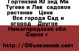 Гортензия Ю энд Ми Тугеве и Лав, садовое растение › Цена ­ 550 - Все города Сад и огород » Другое   . Нижегородская обл.,Саров г.